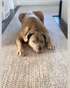 dog rug runner