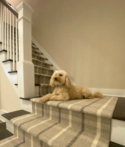 dog on stairs